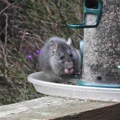 Rat Removal services in Brookesville