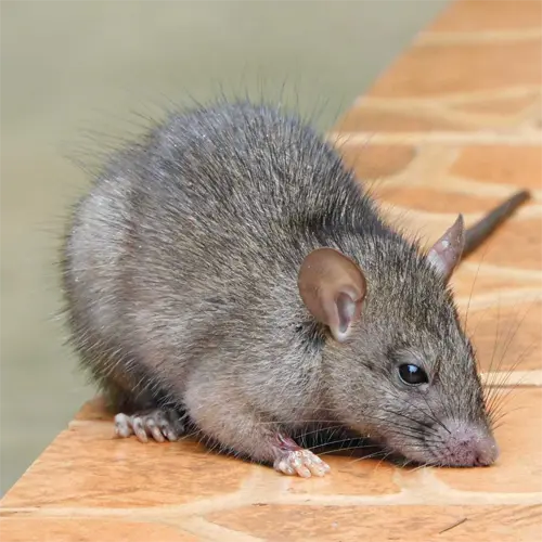 The Black Rat