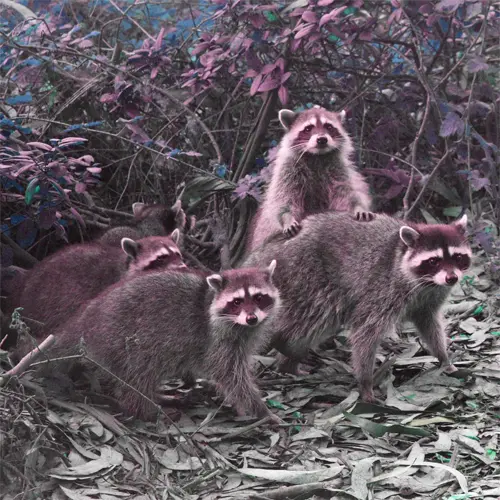 Humane Raccoon Removal 