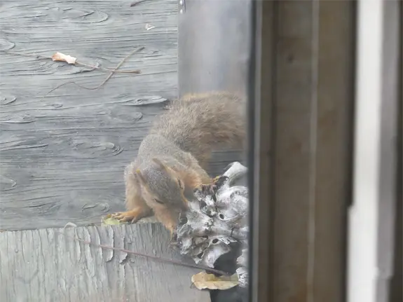 Squirrel Removal 