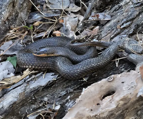 A Glossy Swampsnake