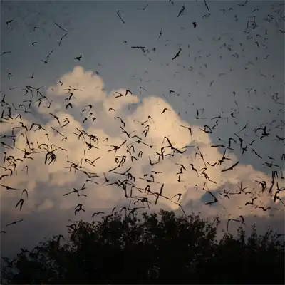 Bat Removal services