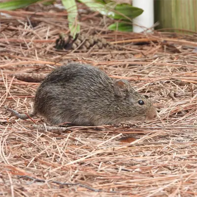 Adult-Hispid-Cotton-Rat Wildlife Trapping VA, MD, DC