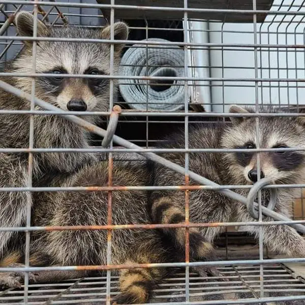 Wildlife-Trapping-and-Removal Wildlife Trapping VA, MD, DC
