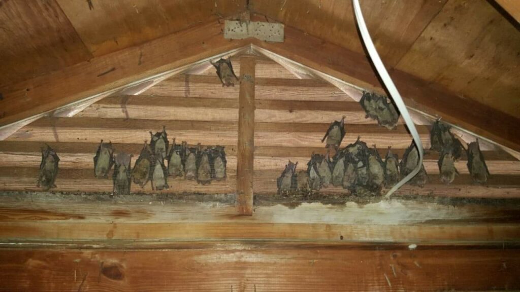 bats behind shutters Wildlife Removal VA, MD, DC
