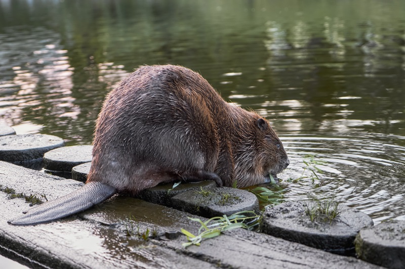Big beaver Beaver Trapping