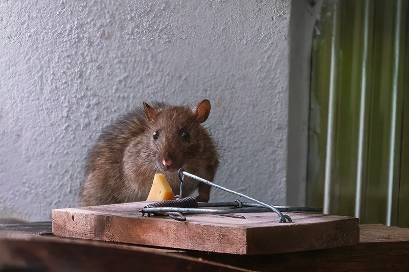 Brown Rat near a mousetrap Bat Removal