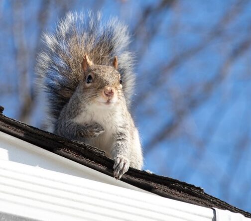 squirrel on roof